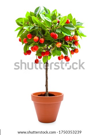 Red cherries on the cherry tree as decoration cut out 