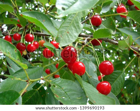 Similar – Image, Stock Photo Cherries (shortly before harvest)