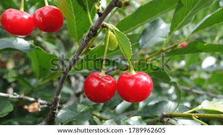 Similar – Image, Stock Photo Cherries (shortly before harvest)