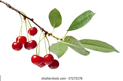 Red Cherry Branch Isolated Over White