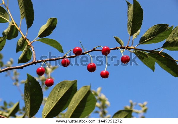 Red Cherry Drops After Rain On Stock Photo Edit Now 1449951272