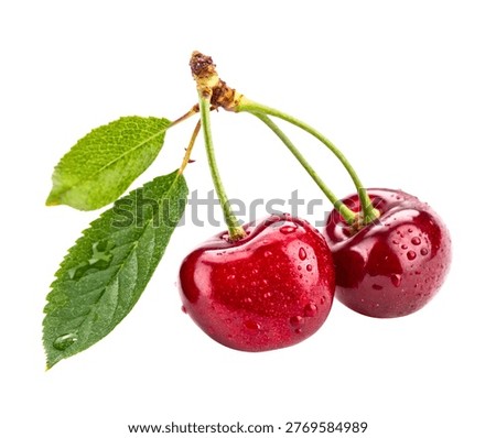 Red cherry fruit pair with stems glossy skin isolated on white background.