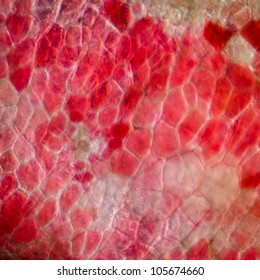 Red Cherry Fruit Peel Cell, Science Micrograph Plant Pattern