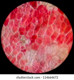 Red Cherry Fruit Peel Cell, Science Micrograph Plant Pattern