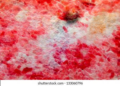 Red Cherry Fruit Peel Cell, Science Micrograph Plant Pattern