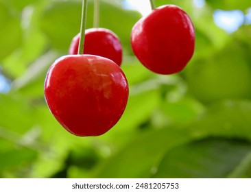 red cherry in a green tree