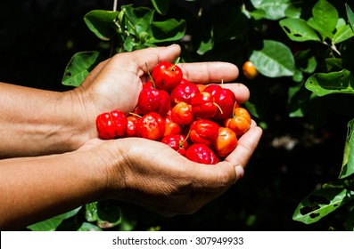 Red cherry in hand while harvesting . - Shutterstock ID 307949933