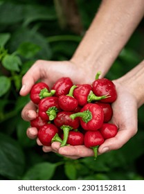 Red Cherry peppers in hands of woman. Freshly harvested hot peppers at farm. Pepper cultivation. Bright spice. Harvesting. Background of green pepper bushes. Top view. Soft focus. Copy space.