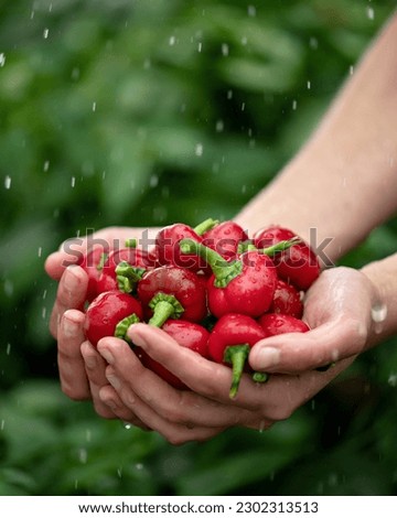 Red Cherry peppers in hands of woman under raindrops. Freshly harvested hot peppers at farm. Bright spice. Harvesting. Background of green pepper bushes. Side view. Soft focus. Copy space.