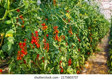 Red Cherry Roma Tomato In Garden, Close Up. Best Heirloom Roma Tomatoes Variety With Long Plum-shaped Fruits. Delicious Heirloom Tomato Vine.