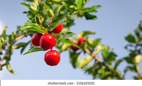 Acerola Cherry Tree Images Stock Photos Vectors Shutterstock