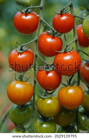 Similar – Image, Stock Photo date tomatoes Food
