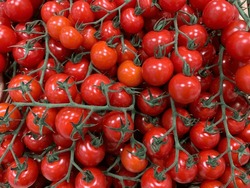 Red Cherry Tomatoes On Green Branches Lie In The Shop In Bunches. The Vegetables Are Fresh, Juicy And Appetising.