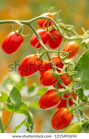 Similar – Tomaten, die auf Reben im Gewächshaus wachsen.