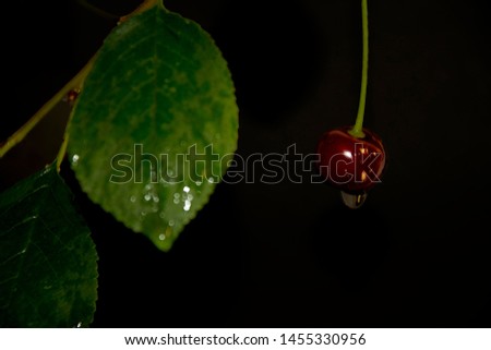 Similar – one cherry left Cherry