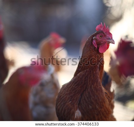 Similar – Image, Stock Photo chicken Animal Farm animal