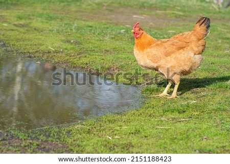 Red chicken drinks water from a puddle. Raising poultry.