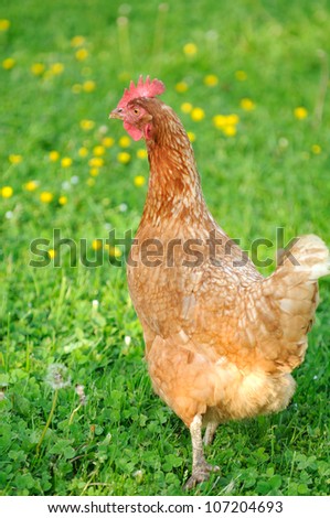 Image, Stock Photo Chickens on meadow. Meat