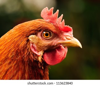 Red Chicken Head Close-Up