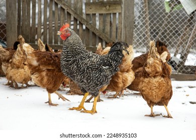 Red chicken on a blurred snowy background. - Powered by Shutterstock