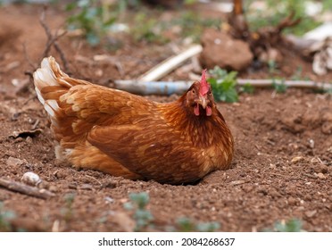 9,441 Chicken relax Images, Stock Photos & Vectors | Shutterstock