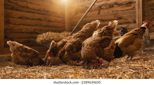 Red chickens on a farm in a coop. Hens in a free range farm house. Chickens walking in the hen house. 