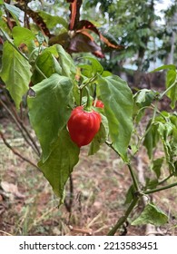 Red Chili ,a Variety Of Berry Fruit Of Plants From The Genus Capsicum Cultivated For Their Pungency.