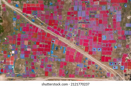 Red Chili Field In Bangladesh.  Aerial View.