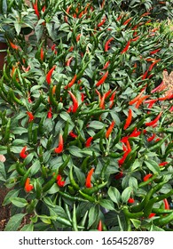 Red Chili And Green Chili In Swan Valley, Western Australia