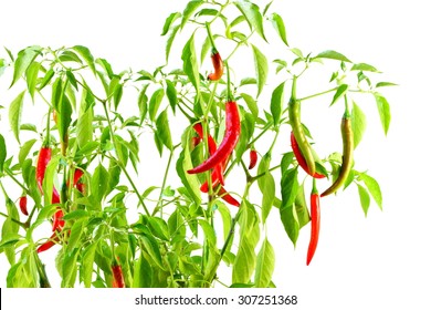 Red  Chili Pepper On Plant In White Background