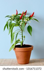 Red Chili Pepper And Plant