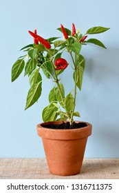 Red Chili Pepper And Plant