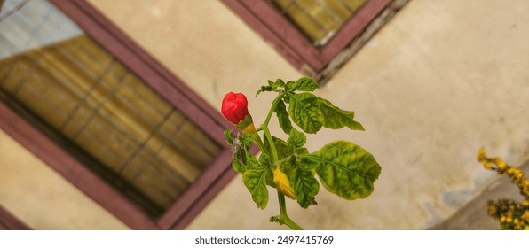 Red chili peppers among the leaves - Powered by Shutterstock