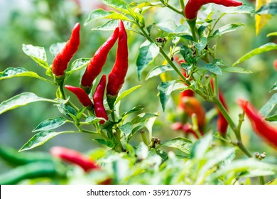 Red chili peppers on the tree in garden. 