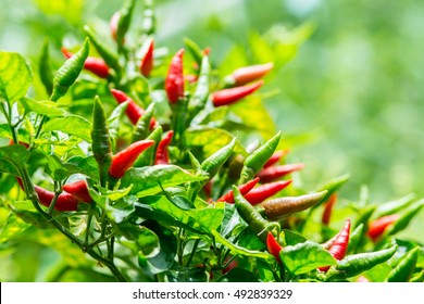 Download Chili Pepper Tree High Res Stock Images Shutterstock