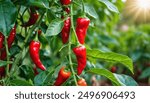 Red chili peppers in plant are growing in garden