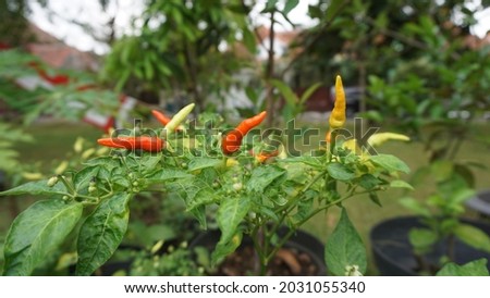 Red chili plant (Capsicum annum L.) is a perdu plant with a spicy fruit flavor caused by capsaicin content.
