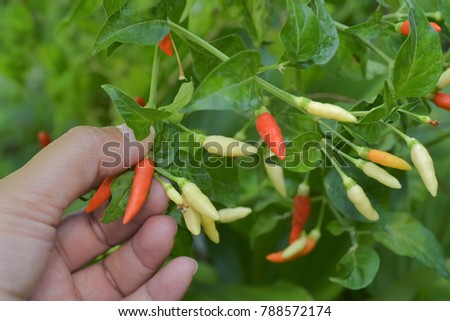 Red chili with woman hand picking