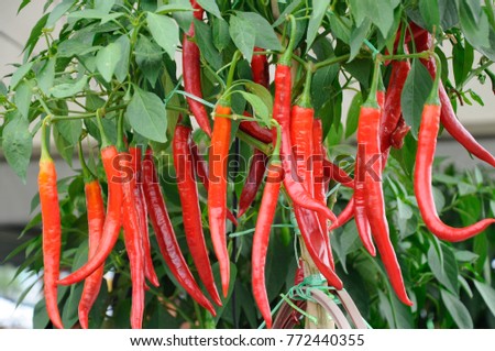 Red chilies grown in pots 