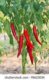 Red  Chilli  On Tree