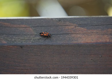 Red Chinch Bugs Insect (lygaeidae) Sitting On A Wooden Structured Fence