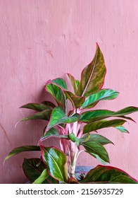 Red Chinese Evergreen Plant In Home Garden