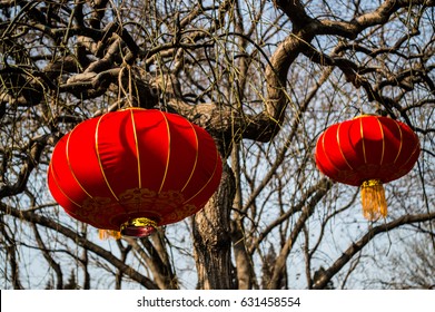 13,332 Chinese lantern tree Images, Stock Photos & Vectors | Shutterstock