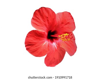 Red Chinese Rose flower (Hibiscus rosa-sinensis) on white background. - Powered by Shutterstock