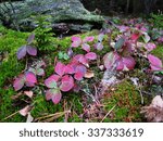Red Chlorophyll