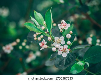 Red Chokeberry - Aronia Arbutifolia