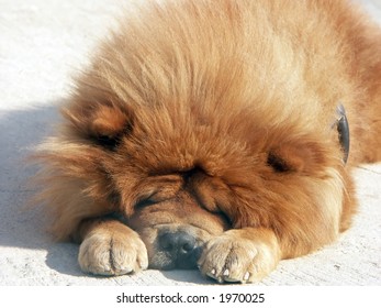 Red Chow Chow Dog Sleeping Outside