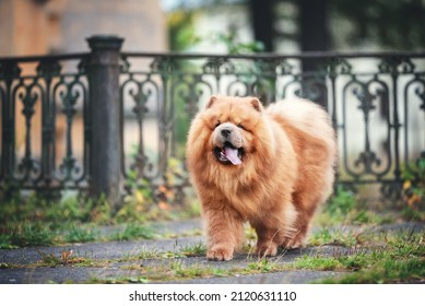 red chow-chow dog portrait autumn falls - Shutterstock ID 2120631110