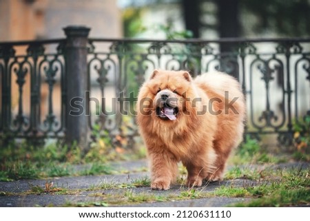 red chow-chow dog portrait autumn falls Сток-фото © 