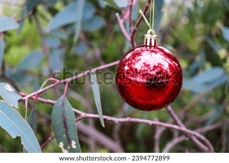 red christmas decoration bauble hanging in gum leaves in australian bushland